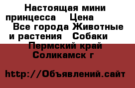 Настоящая мини принцесса  › Цена ­ 25 000 - Все города Животные и растения » Собаки   . Пермский край,Соликамск г.